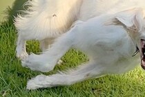 ふと『遊んでいる大型犬』を撮影→『楽しい顔をしてるかな』と思ったら…表情がすごい『アニメのような一枚』に1万いいね「野生出ちゃってて草」