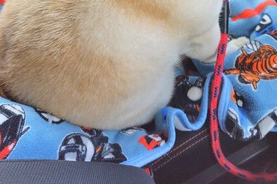 お出かけかと思ったら『病院』だった犬→待ち時間に、車の中で…あまりにも哀愁漂う『背中』に5万いいね「ぬいぐるみかとww」「切なくて草」