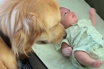 赤ちゃんが動くと、いつも『泣いてない？』と心配する大型犬→常に近くで見守って…愛おしい『ボディガード』に反響「優しい」「頼りになるね」