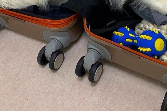 友人の結婚式のため遠出の準備→ケースを出すと、犬が『荷物に紛れれば一緒に行ける』と考えて…まさかの光景に1万いいね「連れて行くしかないw」