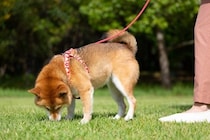 犬が『トイレ中にみせる』5つのサイン　不思議な行動の意味や愛犬の心理まで解説