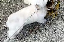 散歩中に『おおきな葉っぱ』を見つけた犬→ちいさな体で一生懸命に…『誇らしげな光景』が可愛すぎると8万再生「宝物見つけたね」「お土産かな」