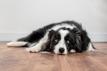 犬が『ワガママな性格になる』絶対NG行為5選　愛犬からの要求に対する適切な対応まで