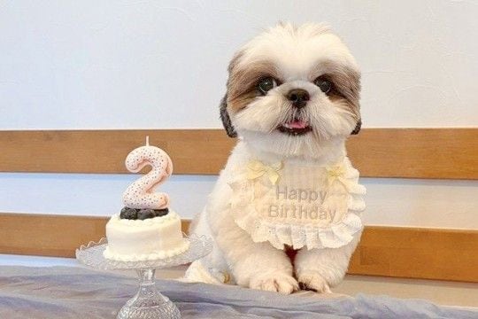 お誕生日で『記念写真』を撮影した犬→『可愛く撮れた』と思ったら、映え写真の裏側で…『努力が生んだ一枚』に反響「こんな裏側がw」「可愛い」