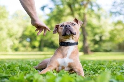 犬に手を近づける