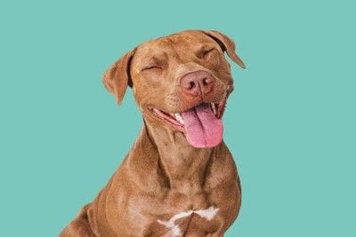 目を閉じた笑顔の茶の犬