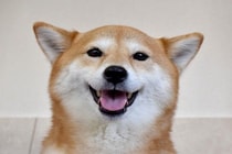 犬が『ヒコーキ耳』になっているときの心理5つ　耳の動きからわかる感情の変化とは？