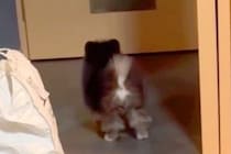 生後3ヶ月の赤ちゃん犬に『ボールを投げた』結果→なぜか取らずに戻ってきて…尊すぎる『理由』が30万再生「犬生1周目」「抱きしめたい…」