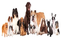 犬の年齢は人間でいうと何歳？計算方法や寿命を延ばすためにできることまで