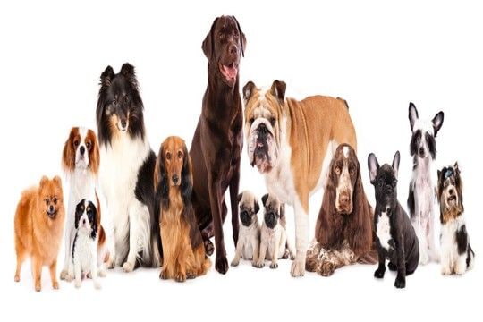 犬の年齢は人間でいうと何歳？計算方法や寿命を延ばすためにできることまで
