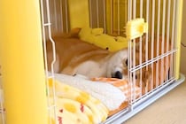 散歩で疲れ果て寝ている犬→父が『ホットサンド』を焼いていたら…まさかの『愛おしい反応』に「早っｗ」「ちょうだいアピール可愛い」の声