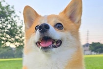 朝、散歩を全力で楽しんだ犬→帰宅後に力尽きて、顔面が…もはや別の犬のような『表情の違い』に反響　すべてが『無』になった光景に思わず爆笑