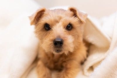 ブランケットにくるまる犬