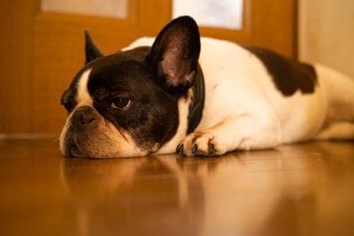 床に伏せる犬