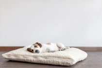 犬の『クーラー病』危険な症状5選　エアコンの冷風による体調不良の原因とは？