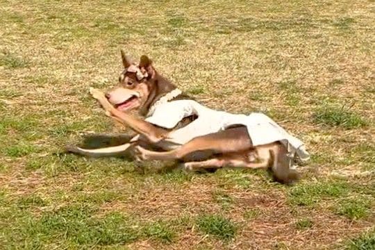 生まれつき『歩くことができない』と言われた犬→4年後、ふと撮影していたら…涙腺崩壊する『まさかの瞬間』が165万再生「愛しかない」「感動」