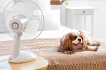 犬の『暑さ対策』いつまで必要？具体的に何をしてあげたらいいの？注意点まで