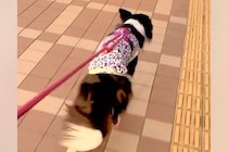 いつも塩対応な犬が『入院中のママに会いに来た』結果→4日ぶりに再会した瞬間…病院で見せた『態度の違い』が29万再生「嬉しさ爆発」「泣ける」
