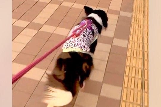 いつも塩対応な犬が『入院中のママに会いに来た』結果→4日ぶりに再会した瞬間…病院で見せた『態度の違い』が29万再生「嬉しさ爆発」「泣ける」