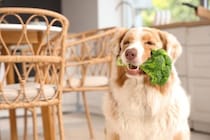 犬の『免疫力』を高める方法5選　愛犬が体調を崩してしまう原因や改善策まで