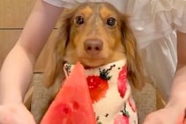 なぜかスイカを食べようとしない犬→小さくカットして出してみたら…貴族のような『上品な食べ方』が71万再生「お嬢様すぎるｗ」「人間みたい」