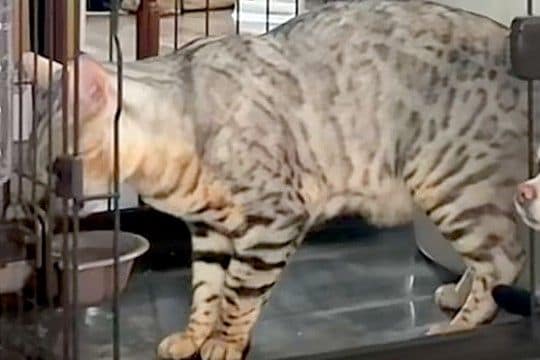 猫がお水を飲んでいたら、なぜか隣で『犬』が静かに…まるで人間のような『律儀すぎる光景』が110万再生「前世日本人？ｗ」「お上品で草」