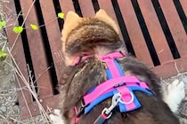 犬の散歩中、『助けて』と言っているような小さな鳴き声が聞こえて…水路の中で見つけた『正体』と結末が36万再生「見守ってる」「素晴らしい」