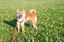 犬の散歩中に気をつけなければならない『ケガ』5つ　帰宅後に必ずチェックすべきことまで