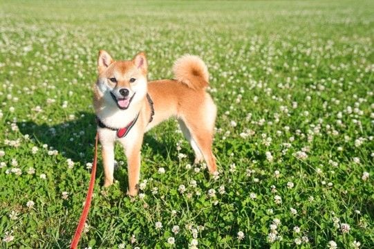 犬の散歩中に気をつけなければならない『ケガ』5つ　帰宅後に必ずチェックすべきことまで