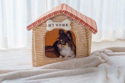 ベッドの中、チワワ