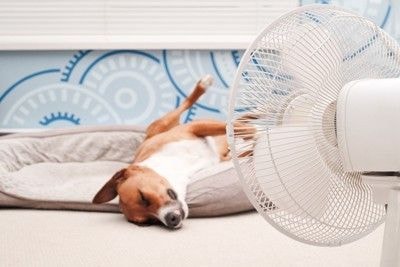 寝ている犬、扇風機
