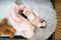 犬が『リラックス』できる環境とは？居心地のいい空間を作るコツや今日からできる工夫まで