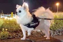 5日間、ママと会えていない犬→内緒で『名前を遠くから呼んでみた』結果…気付いた瞬間の『尊い光景』が47万再生「大好きなんだ」「愛おしい」
