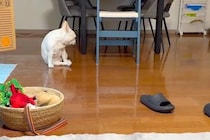 息子とテレビ電話中に『回転して』と会話していたら、こっそり聞いていた犬が勘違いして…『まさかの光景』が219万再生「可愛くて悶絶」「天才」