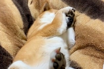 夜、『まだ寝たくない』と駄々をこねる犬→あくびをしたら、空気を察して…まさかの『態度の豹変』が16万再生「切り替えはやｗｗ」「甘え上手」