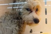 セールになっていた『悲しい顔の売れ残り犬』を飼った結果→1週間後、ハーネスを買ってあげると…素敵すぎる光景が22万再生「感動」「幸せだ」