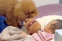 転がる赤ちゃんに『ぬいぐるみ投げて』とお願いする犬→あまりにも無茶な光景に爆笑「なんという癒し空間」「難しいかもｗ」「最後投げやりで草」