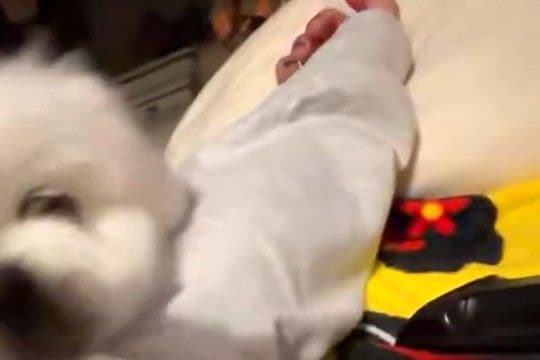 体調不良で寝る女性→犬が近くにきたので『心配してくれたのかな』と思ったら…まさかの展開に2万いいね「ぐりんぐりんで草」「私もされたいw」