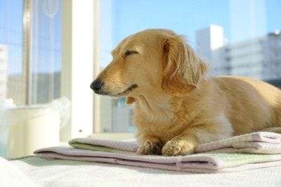 眠そうなミニチュアダックスフンド