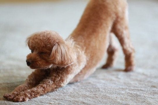 犬が『寝起き』にみせるサイン6選 寝ぼけているワンコにしてはいけないタブー行為とは?