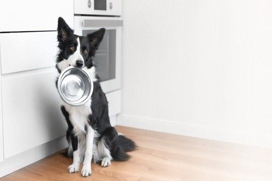 犬の『食器』がヌルヌルする原因3選 ヌメリを付きにくくする方法はあるの?