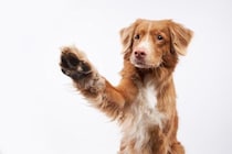 犬が『飼い主を呼んでいる』ときにみせる行動3つ　アピールしてくる理由や注意点まで