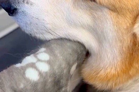 病院で診察待ちをする犬→『緊張してしまうかな』と思ったら…まさかの『肝が据わりすぎている光景』に3万いいね「おっさんで草」「いいイビキw」
