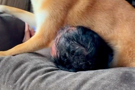 ソファに寝転んでいたら近づいてきた犬→『構ってほしいのかな』と思ったら…想像と違った『まさかの光景』が32万再生「顔ww」「最高のご褒美」