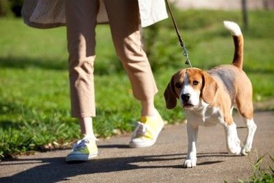 歩道を歩く犬