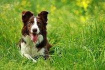 犬が『雑草』を食べるのはなぜ？4つの心理や考えられるリスクまで解説