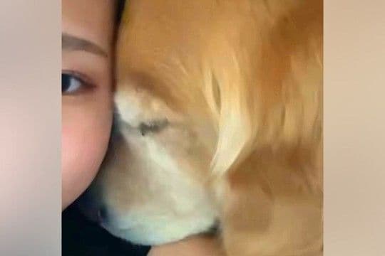 大型犬と添い寝中『なにやら視線を感じる』と思い、前を見てみた結果→別の犬が…なんとも言えない『表情』に反響「可愛すぎw」「じわじわくる」