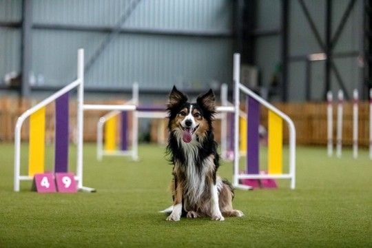 愛犬と楽しめる『ドッグスポーツ』4選 初心者でもできる運動や押さえておきたいポイントまで