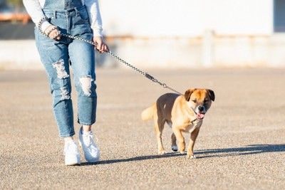 茶の犬、散歩