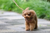 犬の『歩き方』でわかる心理4つ　不安な気持ちを読み取る方法や注意すべき歩行の仕方まで